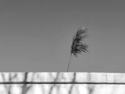 카지노 클래시 슬롯츠 모바일 앱